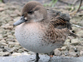 Baikal Teal